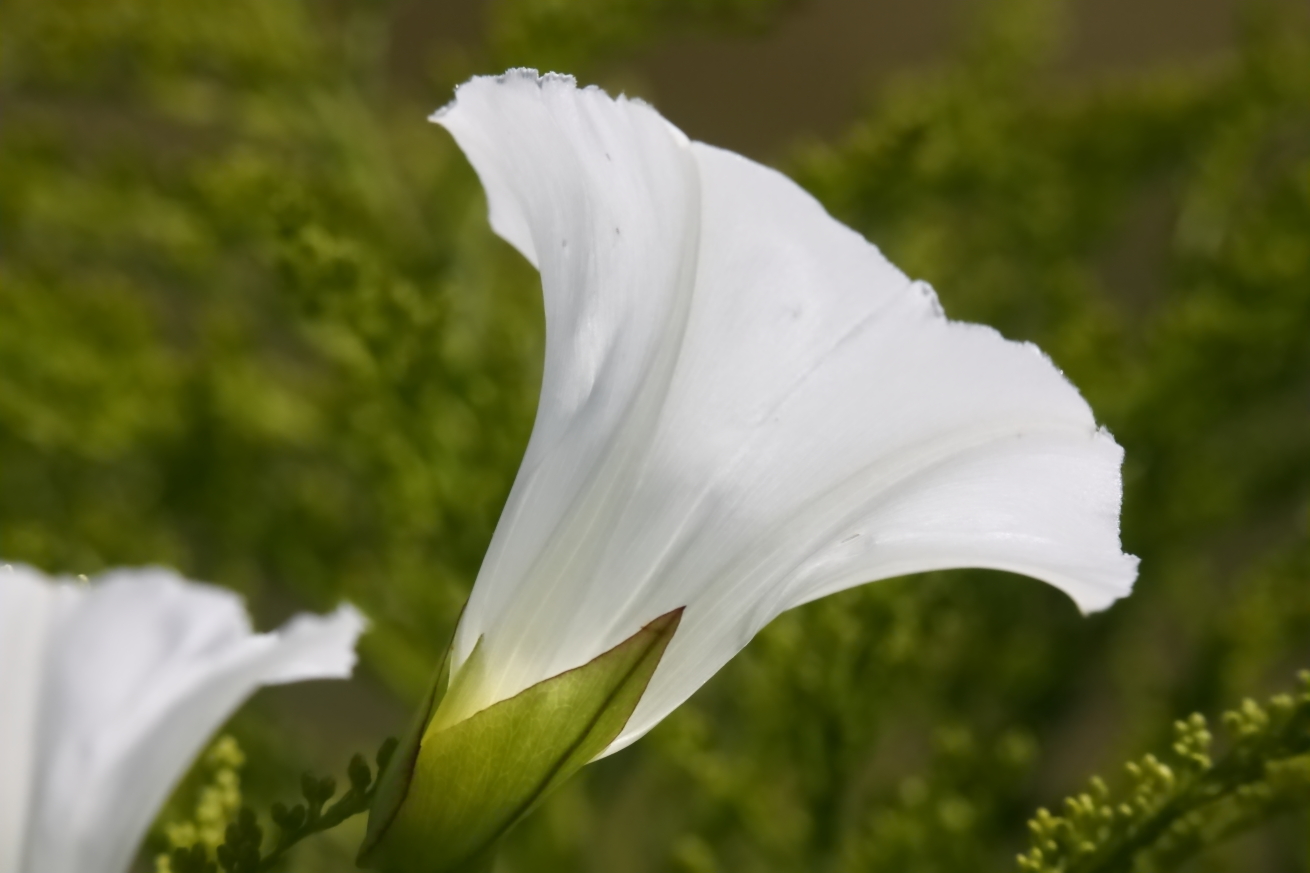 2015 08 10 HTP 1489